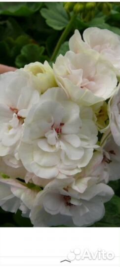 Пеларгония герань