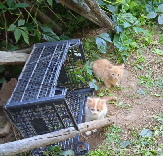 Отдаю котят в добрые руки бесплатно