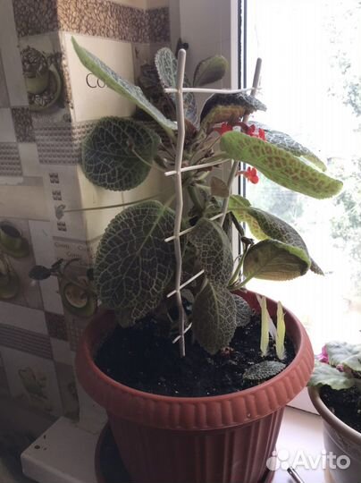 Комнатные цветы