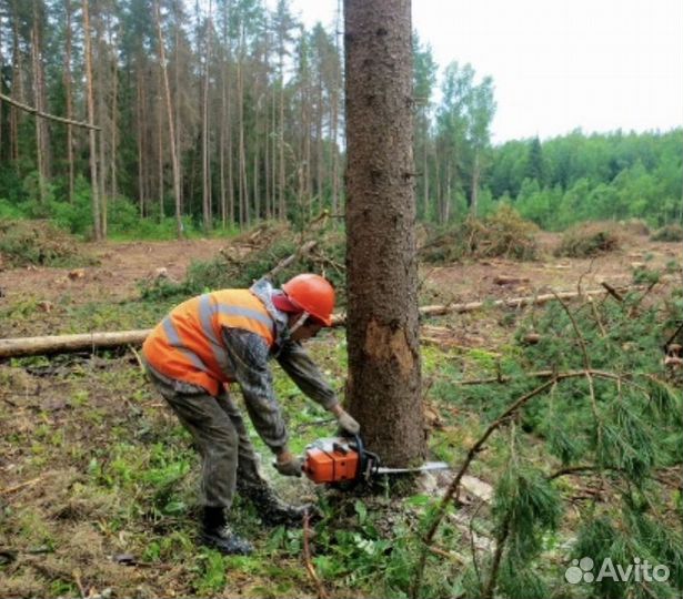 Спил деревьев