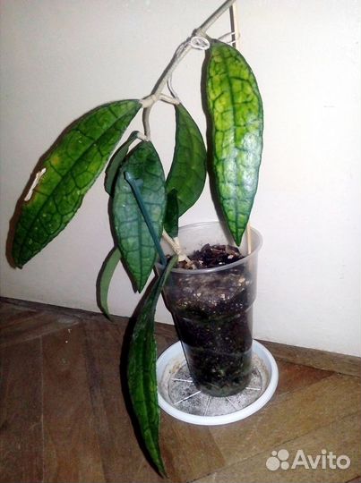 Хойя finlaysonii