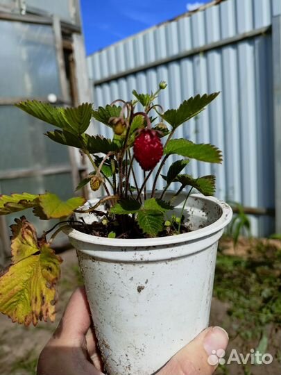 Саженцы земляники Али баба