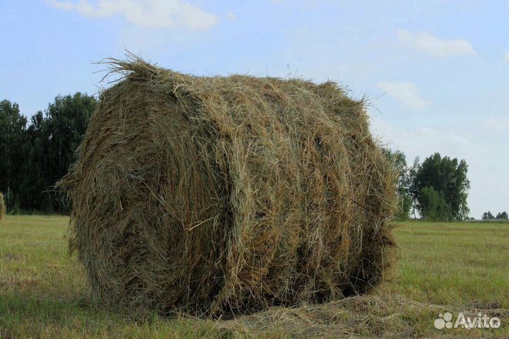 Сено, солома