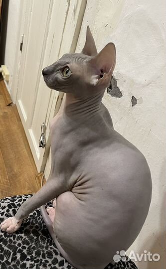 Донской сфинкс