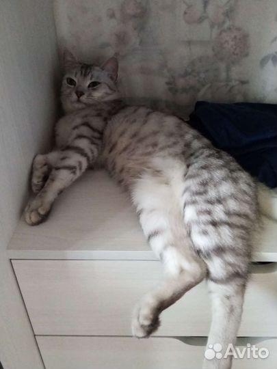 Британский кот (вязка)