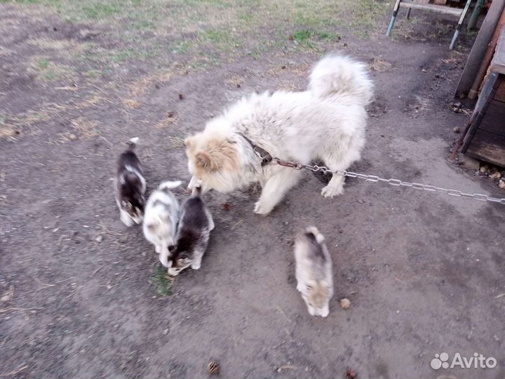 Щенки Хаски