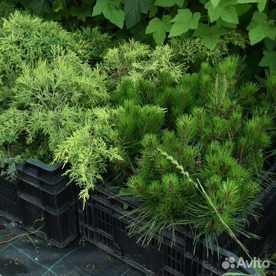 Многолетние и декоративные растения в горшках