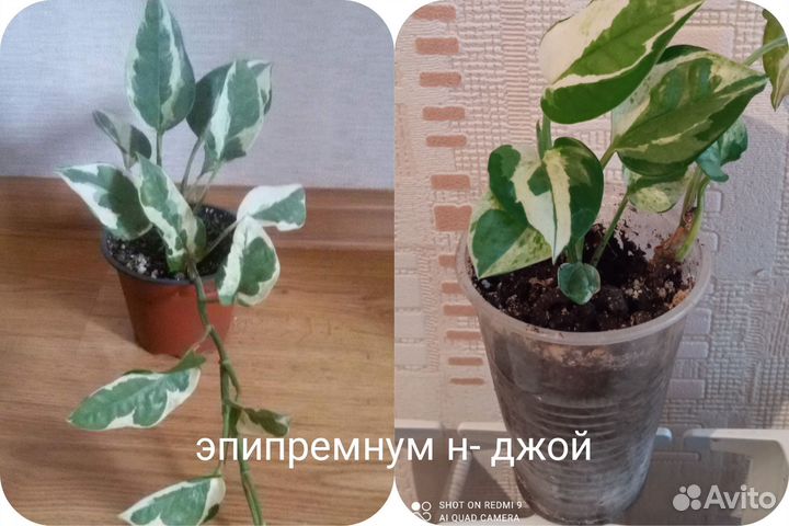 Продам комнатные растения