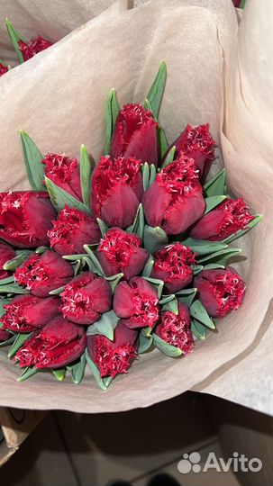Тюльпаны в наличии