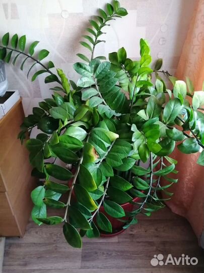 Замиокулькас