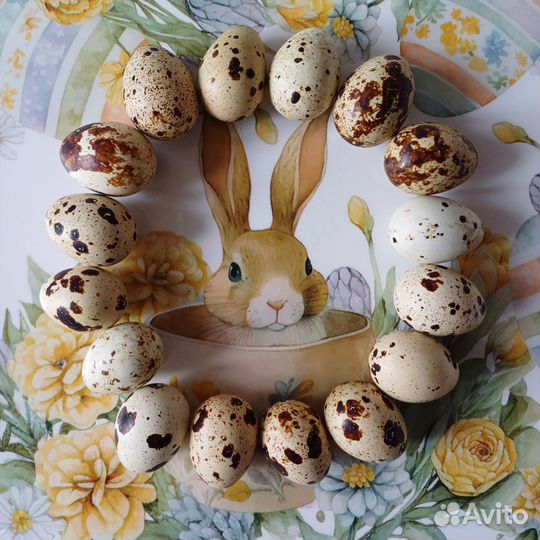 Яйца перепелиные и куринные домашние