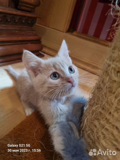 Котенок-мальчик в добрые руки