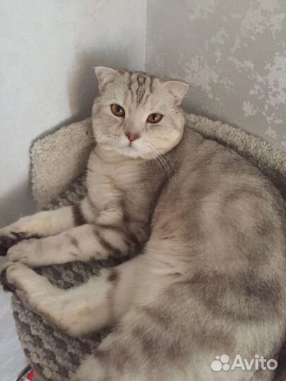 Шотландский кот