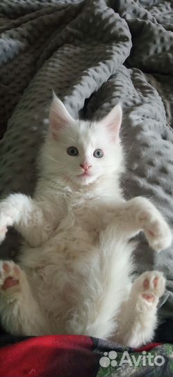 Котята мейн-кун