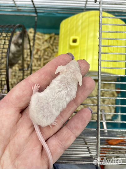 Декоративные и сатиновые мышки