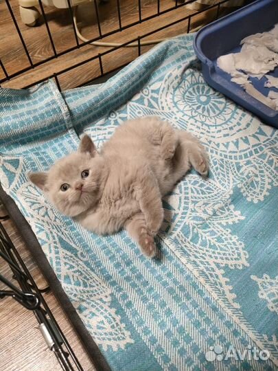 Чистокровные Шотландцы