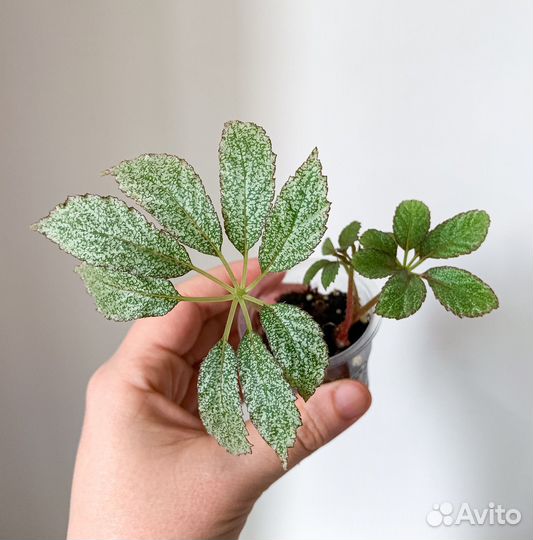 Сортовые бегонии ч.2