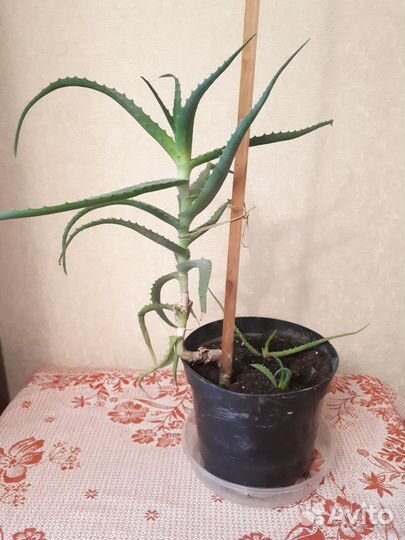 Алоэ лечебный 6 лет