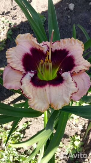 Сортовой лилейник Cristal Pinot