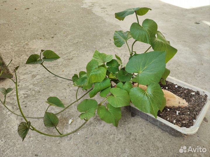 Рассада батат