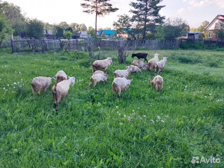 Молочные козы