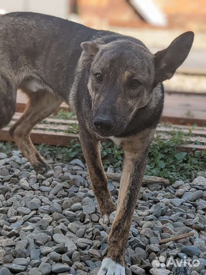 Чебурашка ищет семью