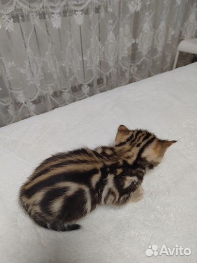 Бенгальская кошка