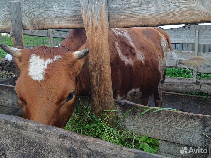 Джерсейская телка