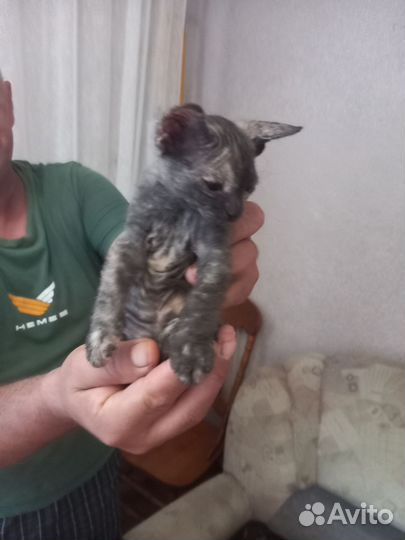 Котята корниш-рекс