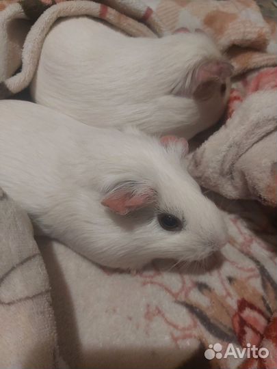 Морская свинка с клеткой