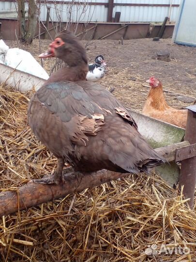 Утки индоутки