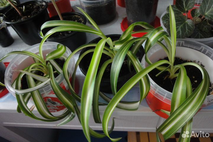 Хлорофитум драцена гибискус крассула