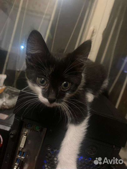 Котенок в добрые руки