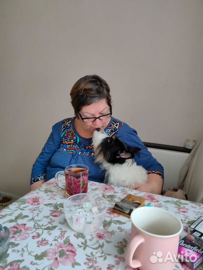 Индивидуальная передержка собак