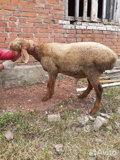 Бараны Гиссары