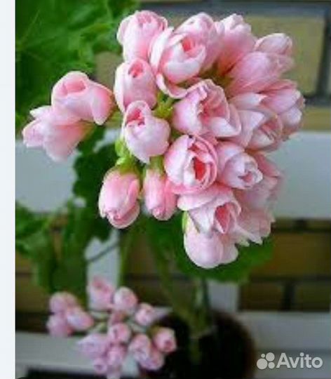 Пеларгония герань