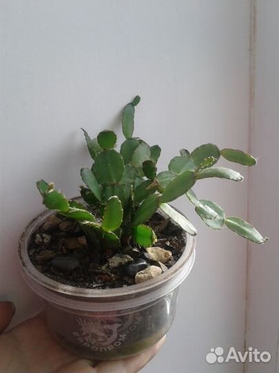 Кактусы и суккуленты