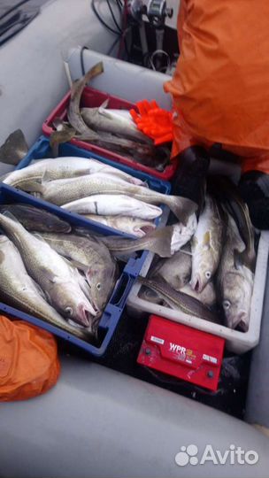 Треска, печень трески, семга, ерш, камбала, икра