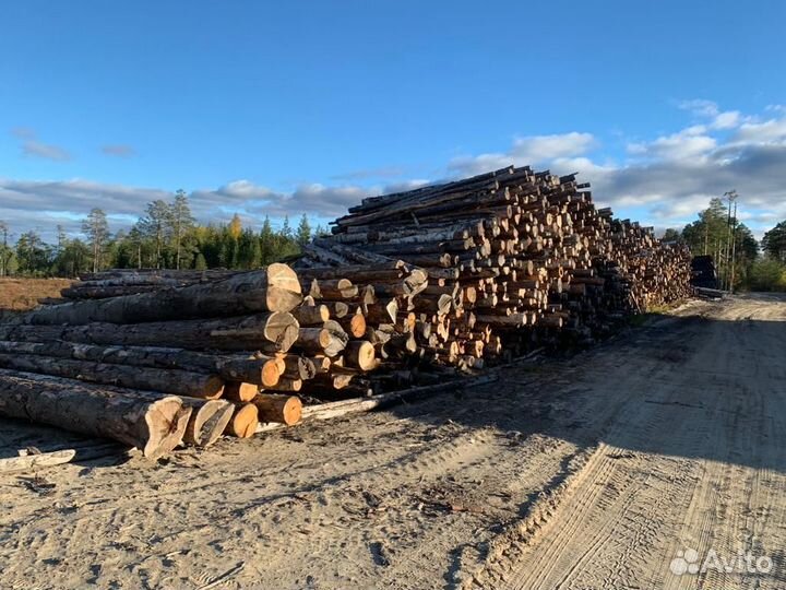 Лежневка, кругляк