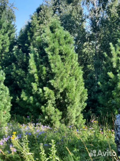 Крупномер - Кедр