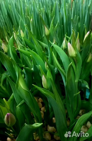 Тюльпаны к 8 марта