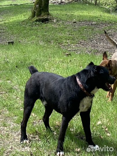 Потерялась собака