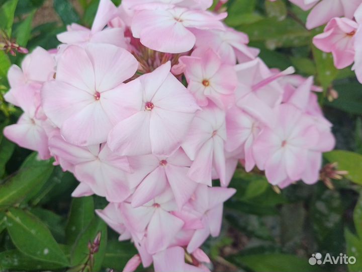 Флоксы многолетние