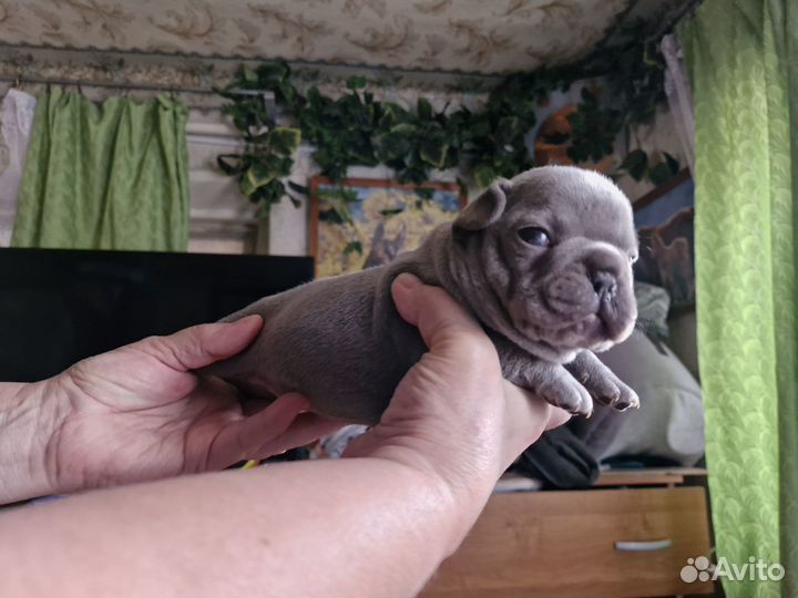 Лиловый парнишка
