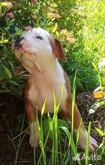 Амстафф, мальчик с документами