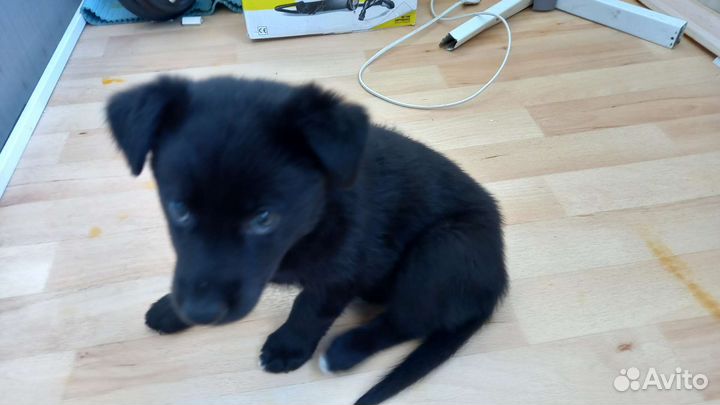 Собака в добрые руки отдам бесплатно