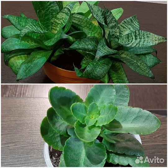 Сансевиерия Хана, Каланхоэ Блоссфельда