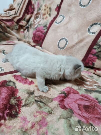 Отдам котенка в добрые руки