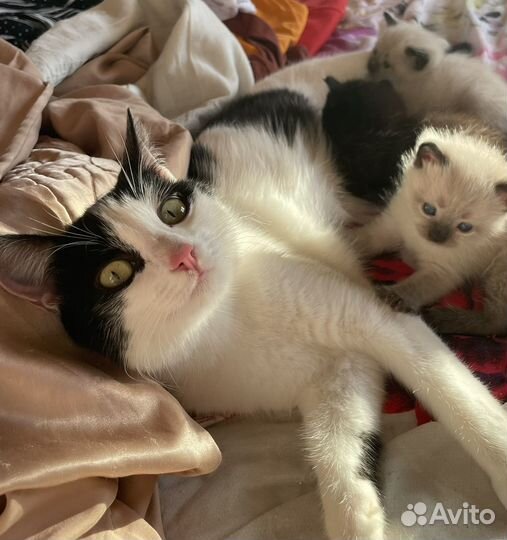 Котята в добрые руки