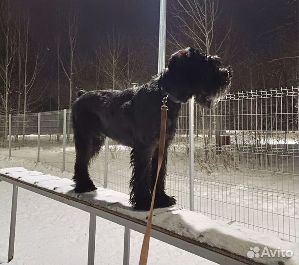 Ризеншнауцер для вязки
